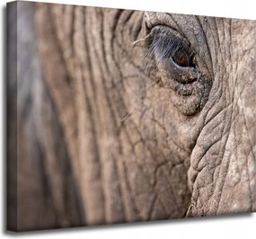 Vászonkép Állatok Elefánt szeme 50x40 cm