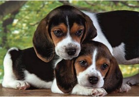 Kutyás Beagles Close Together 500 db-os puzzle Clementoni
