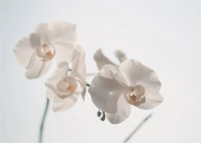 Fehér orchidea képe (70x50 cm)