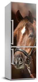 Hűtő matrica Portré egy ló FridgeStick-70x190-f-118893601
