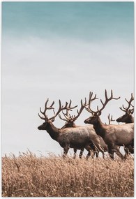 Poszterek 135x200 Szarvasok felhője