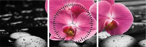Kép - Rózsaszín orchideák (órával) (90x30 cm)