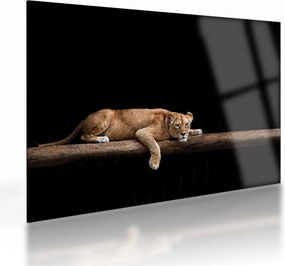 Üveg kép - Lioness (70x50 cm)