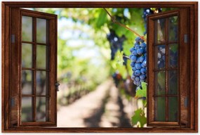 Poszterek 90x60 Szőlőbirtok napsütésben