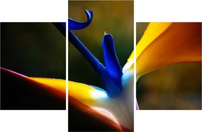 Kép - Egzotikus virág (90x60 cm)