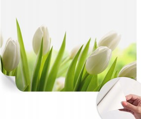 Öntapadós fotótapéta Nappaliba és Hálószobába Fehér tulipánok 104x70