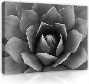 Vászonkép falikép szürke grafit pozsgás 100 x 75