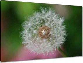 Vászonkép 120x80 Pitypang Virág Virágok