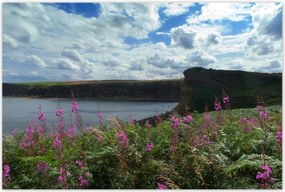 Poszterek 120x80 Lila virágok