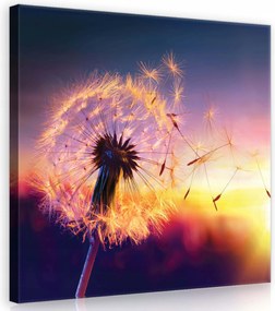 Vászonkép 40x40 Pitypang naplemente magok pehely repülés könnyedség természet