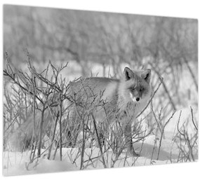 Kép - Róka, fekete, fehér (70x50 cm)