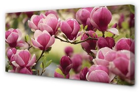 Canvas képek fahéjvirág 100x50 cm