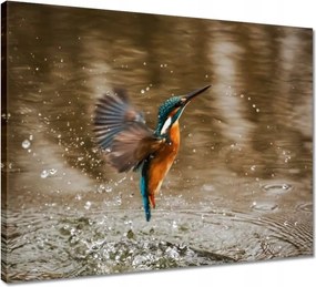 Vászonkép 50x40 Vízivó madár Madár