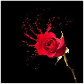Poszterek 100x100 Fröccsenő rózsa