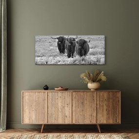 Kép - Skót tehenek (120x50 cm)