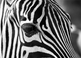 Zebra képe (üvegen) (70x50 cm)