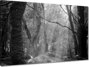 Vászonkép 120x80 Rejtélyes erdő Sugárzás