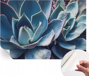 Öntapadós Dekoratív Fotótapéta Hálószobába Zöld aloe vera 152x104 cm