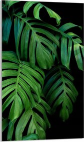 Üveg Vágódeszka 30x52 Monstera Konyhába