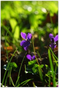 Poszterek 80x120 Mezei ibolya