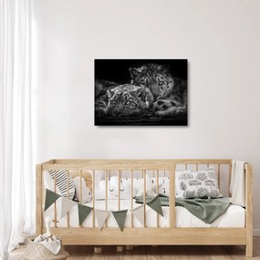 Üveg kép - Pihenő gepárdok (70x50 cm)