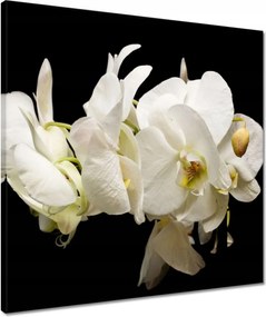 Vászonkép 50x50 Fehér orchidea virágok