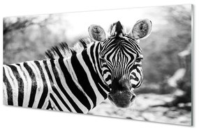 Akrilkép retro zebra 100x50 cm 2 fogas