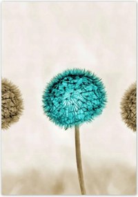 Poszterek 70x100 Wenge és kék