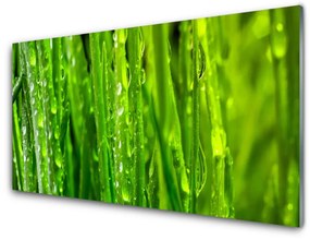 Akrilkép Grass Nature Plant 120x60 cm 2 fogas