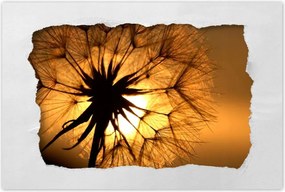 Poszterek 120x80 Pitypang Virág Virágok