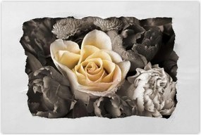 Poszter 60x40 Tearózsa