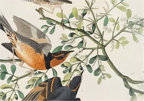 Flizelin tapéta falra Prémium Színes madarak 208x146 Ragasztó