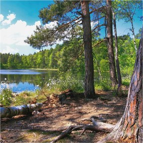 Fotótapéta Fali tapéta Hálószoba Nappali Erdei táj 250x250 Ragasztó