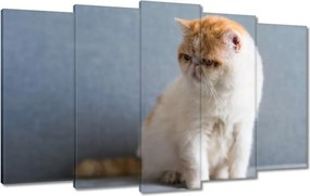 Vászonkép 100x60 Cica Cicák