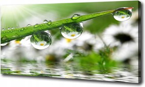 Vászonkép Cseppek a fűben 100x70 cm