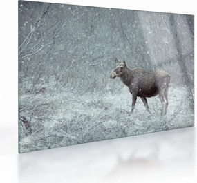 Kép - jávorszarvas egy hóval borított erdőben (üvegen) (70x50 cm)