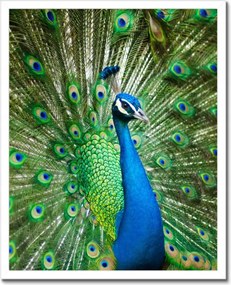 Poszterek keretben 40x50 Páva a párzási időszakban