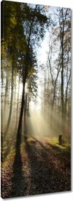 Vászonkép 40x100 Napfelkelte az erdőben