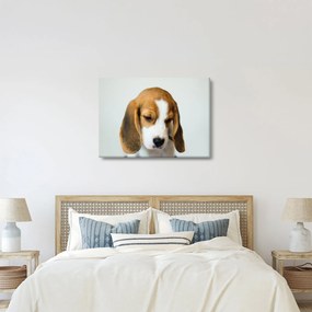 Beagle képe (70x50 cm)