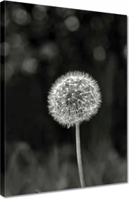 Vászonkép 30x40 Pitypang Virág Makro