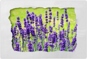 Poszterek 90x60 Levendula virĂĄgok