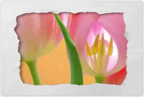 Poszter 60x40 Rózsaszín tulipánok