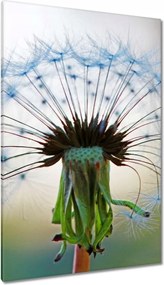 Vászonkép 80x120 Pitypang Virág Virágok