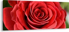 Egy rózsa virág képe (120x50 cm)