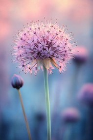 Vászonkép Canvas Rózsaszín Virág Fokhagyma Dekoratív Makró Pasztell 40x60