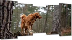 Képek 150x80 Kutya Kutyák