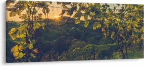 Kép - szőlőültetvény (120x50 cm)