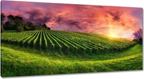 Festmények 115x55 Szőlőbirtok Tájkép