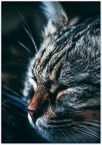 Poszterek 70x100 Cica Cicák