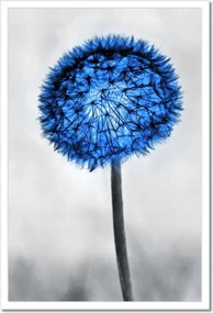 Poszterek keretben 40x60 Kék pitypangok